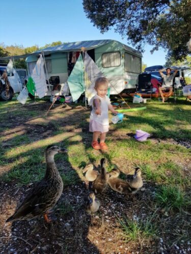 GEA feeding ducks