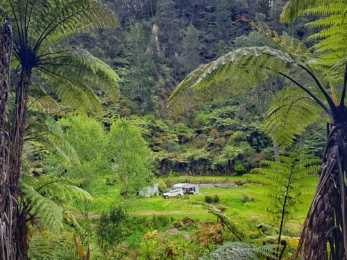 GEA in the nz bush